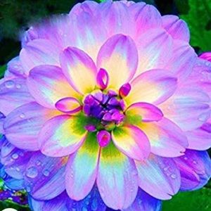 Meet your Posher, Alyson